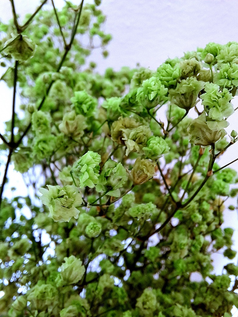 Gypsophila - stabilizovaná- Green zväzok